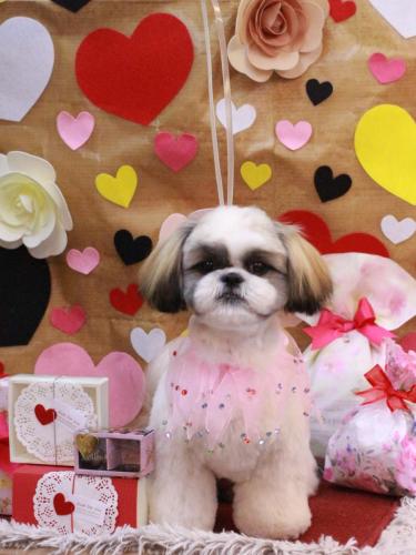 20230204みたらしちゃん